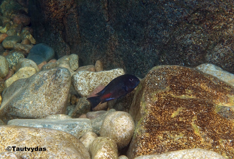 Tropheus sp. 'red' Katete